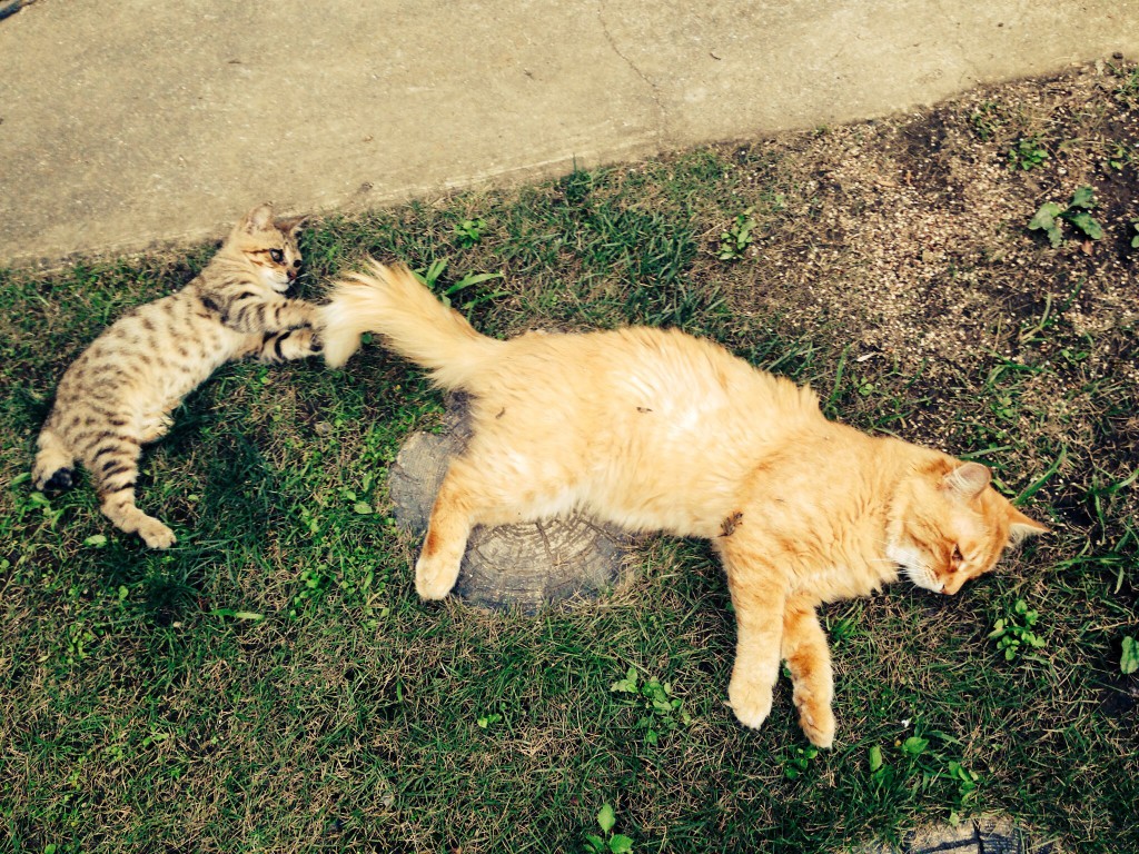 新米招き子猫シュシュ。