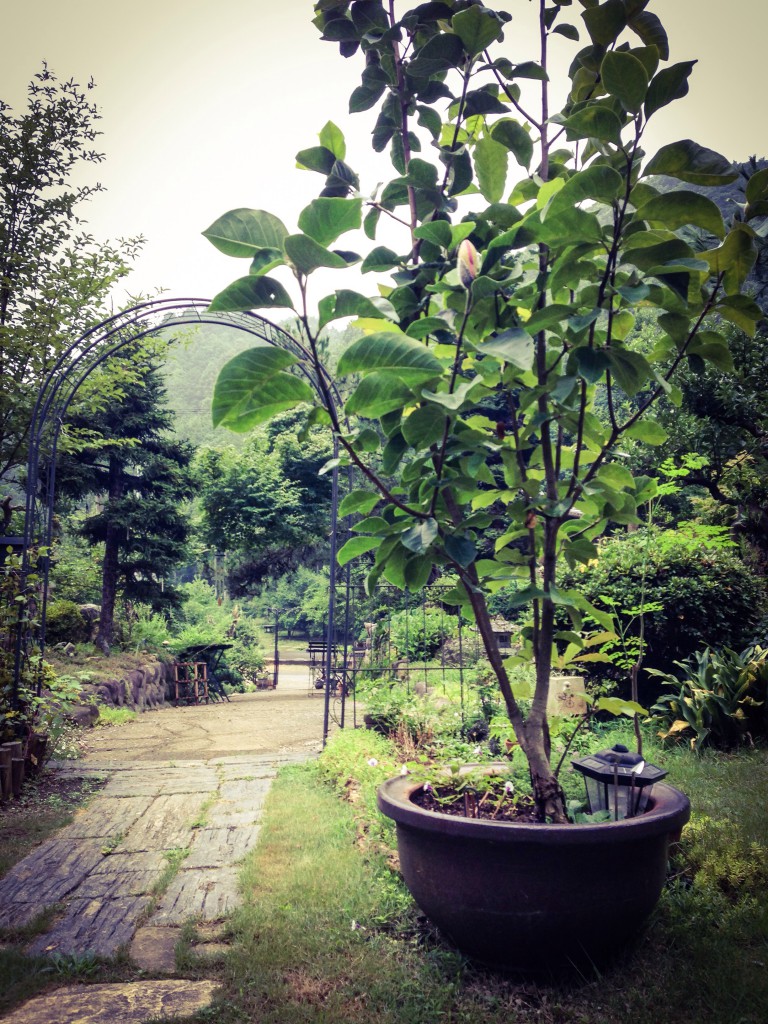 ハチに植えてある風ですが根っこは地面にしっかり根付いているみたいです